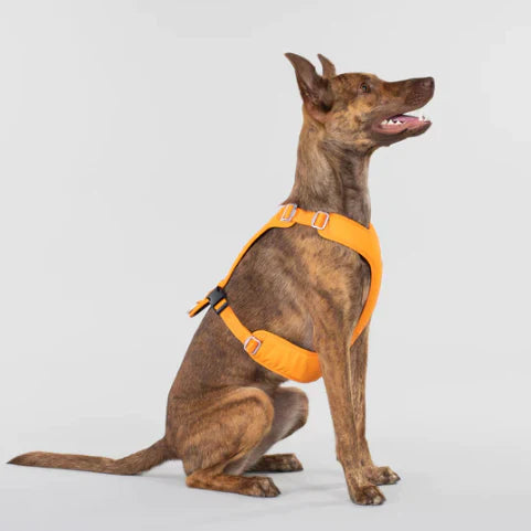 Visibility Harness