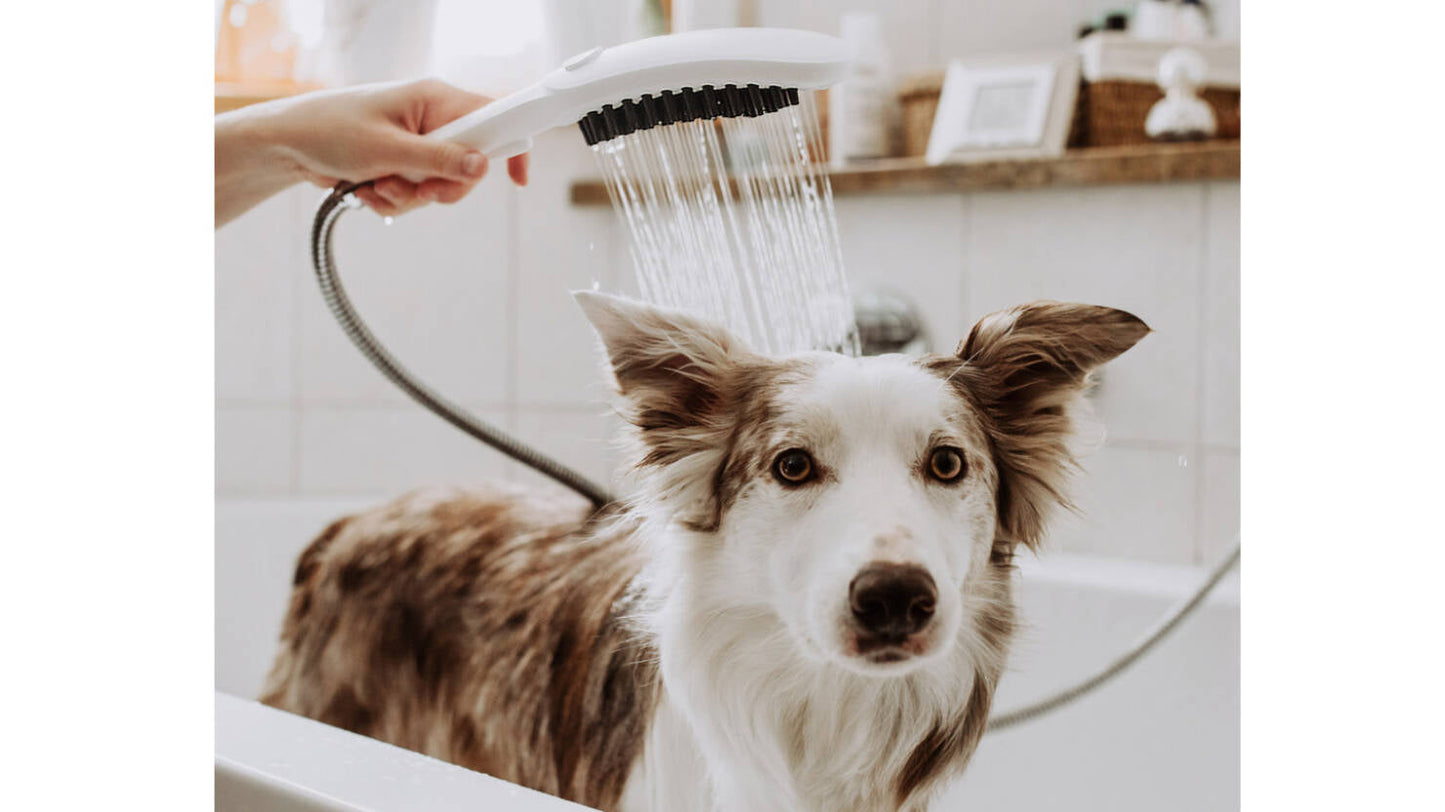Dog Shower