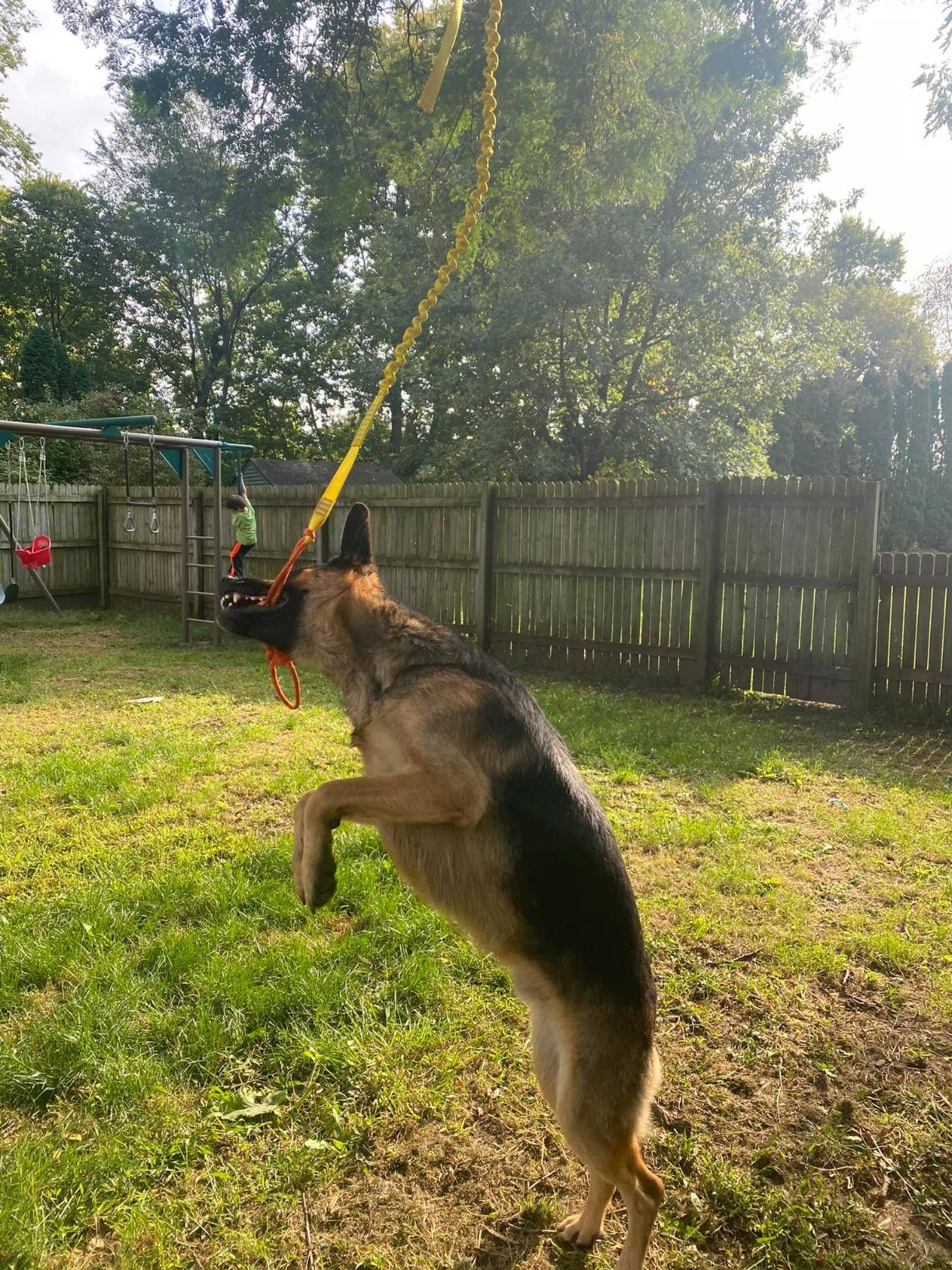 Outdoor Interactive Dog Toy