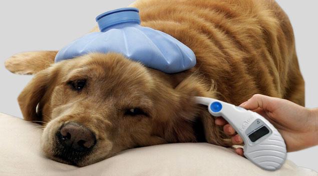 Instant Ear Thermometer