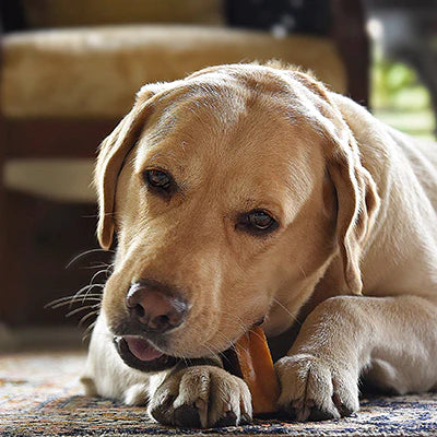 Yak Milk Bar Dog Chew - 3 Pieces