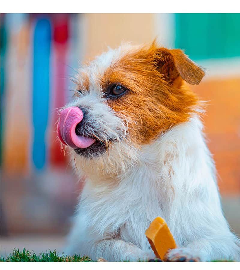 Yak Milk Bar Dog Chew - 3 Pieces