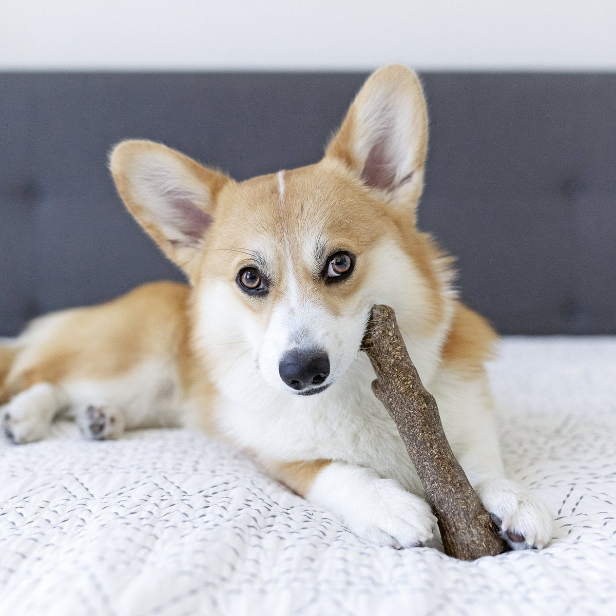 Calming Chew Toy