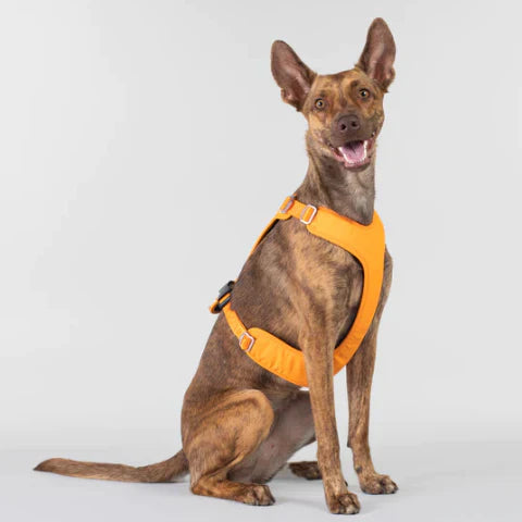 Visibility Harness