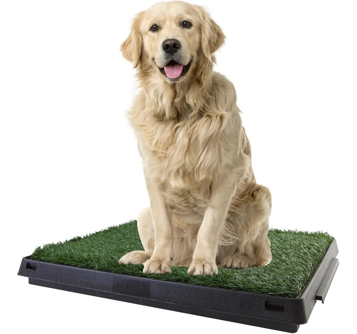 Dog Lawn