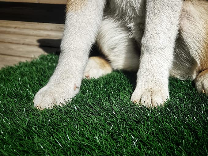 Dog Lawn