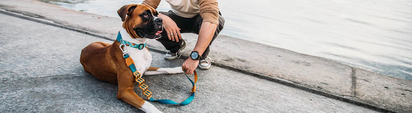 Shock Absorbing Dog Leash