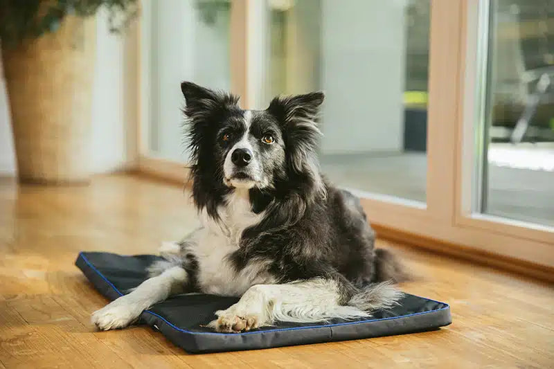 Healing Magnetic Pet Pad