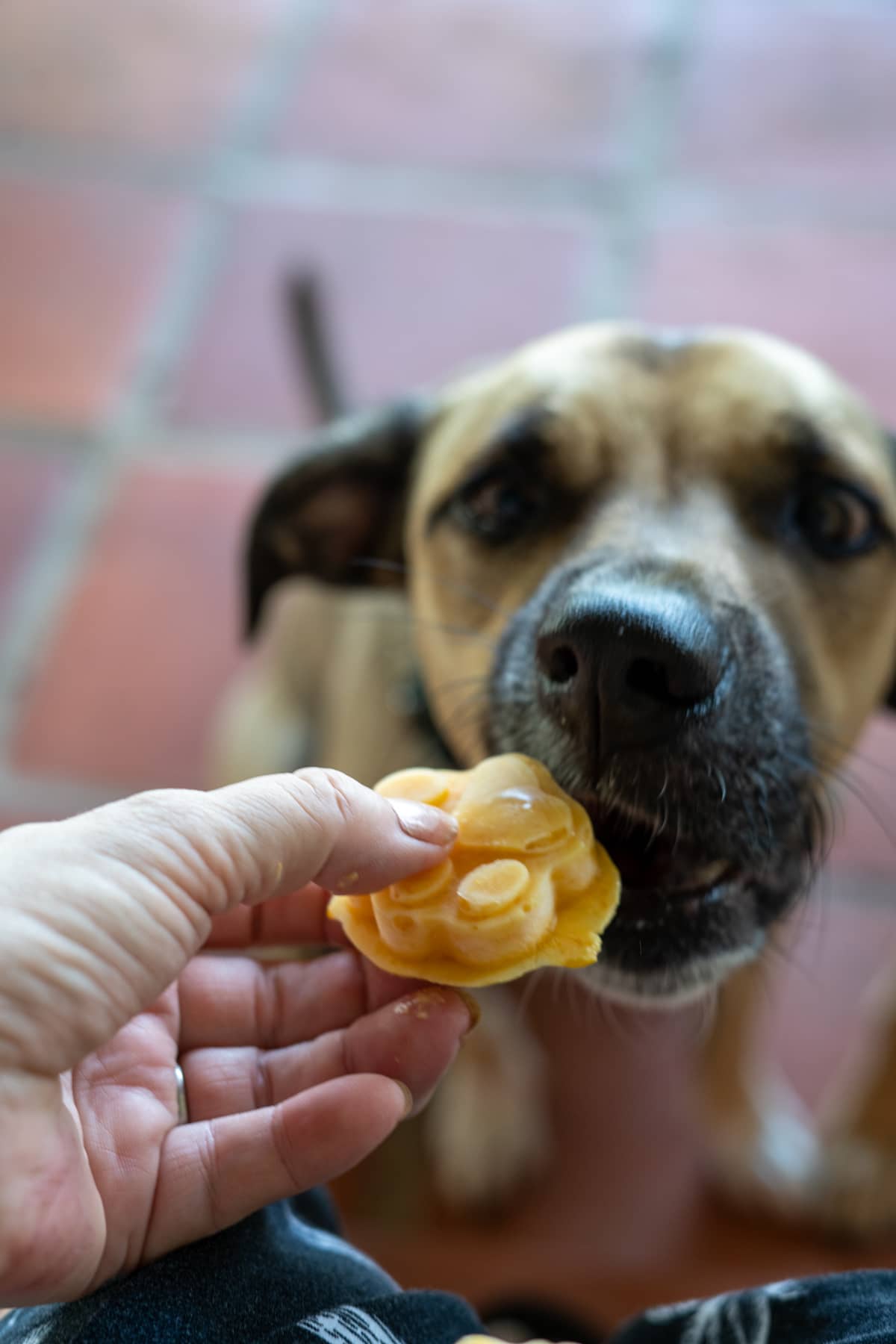 Silicone Bake/Freeze Dog Treat Tray