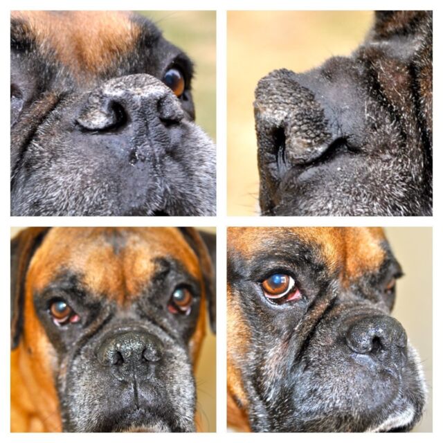 Dog Organic Nose Balm