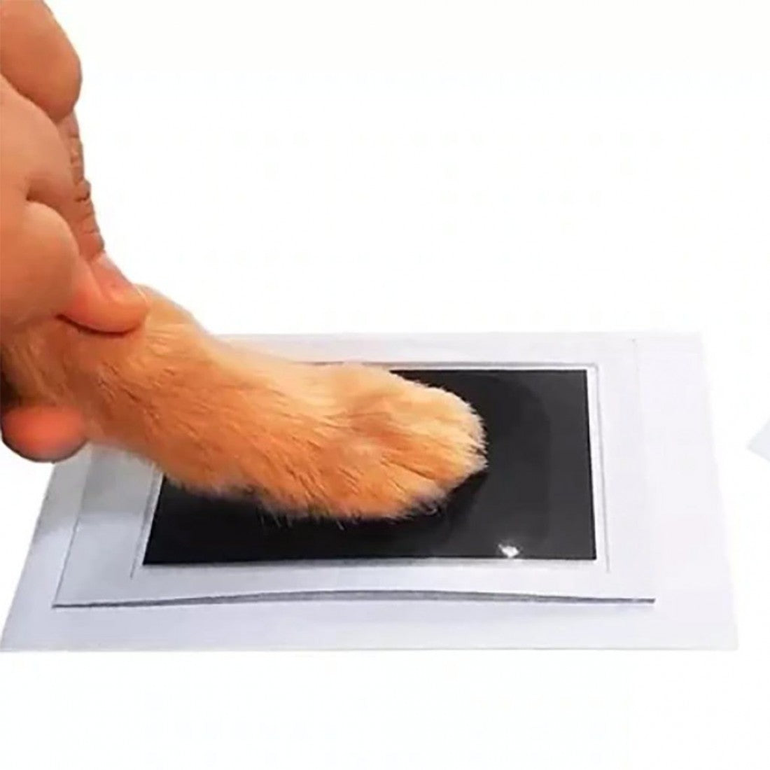 Paw Print Kit