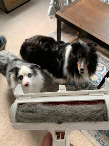 Pet Hair Roller for Furniture