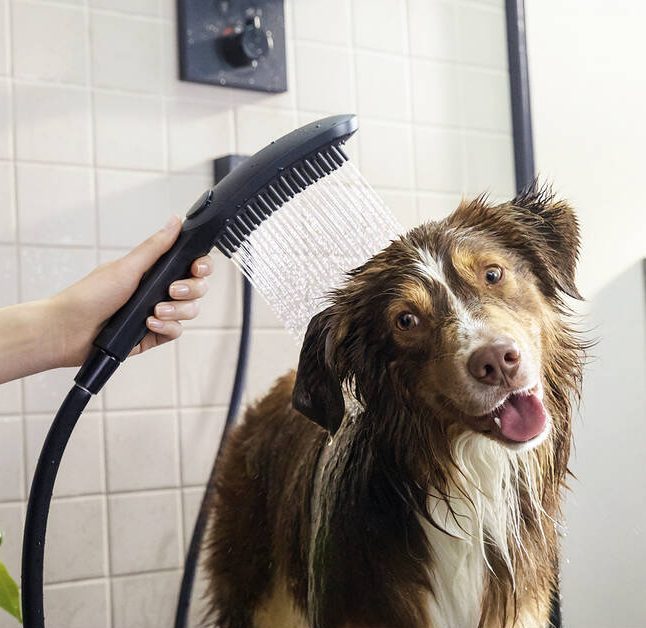 Dog Shower