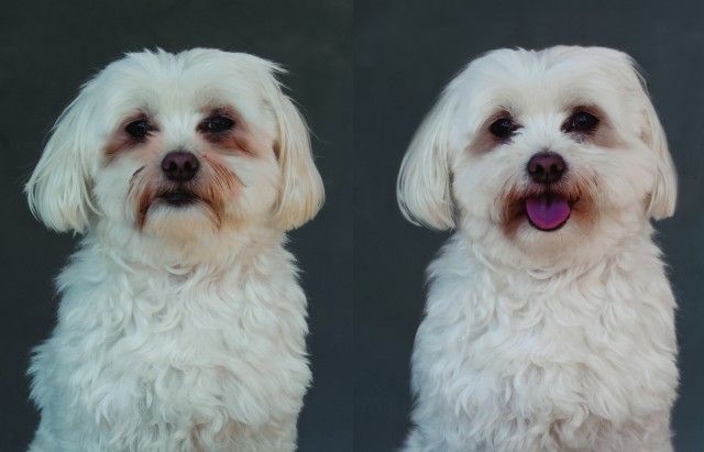 Dogs Tear Stain Remover with Chamomile