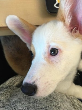 Dogs Tear Stain Remover with Chamomile