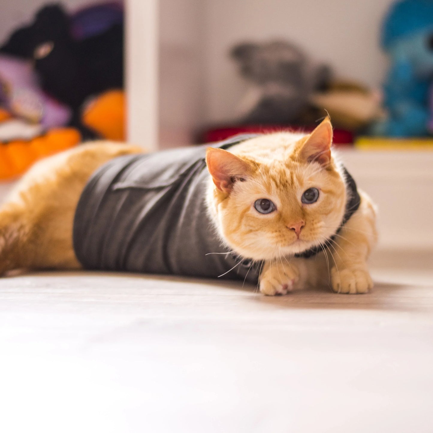 Pet ThunderShirt