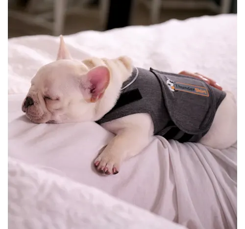 Pet ThunderShirt
