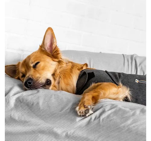 Pet ThunderShirt