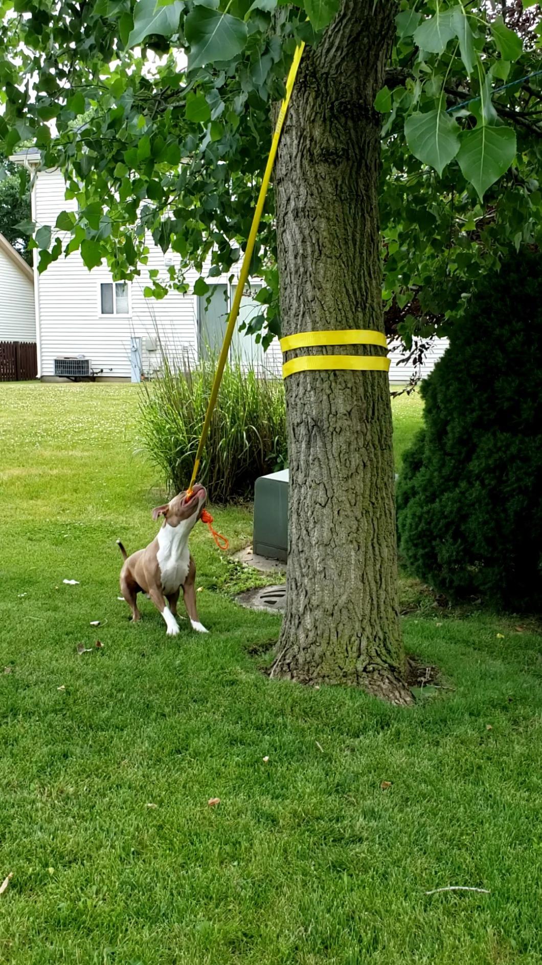 Outdoor Interactive Dog Toy