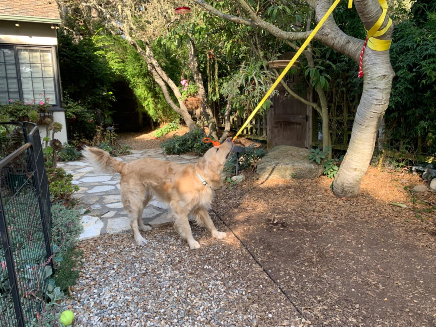 Outdoor Interactive Dog Toy