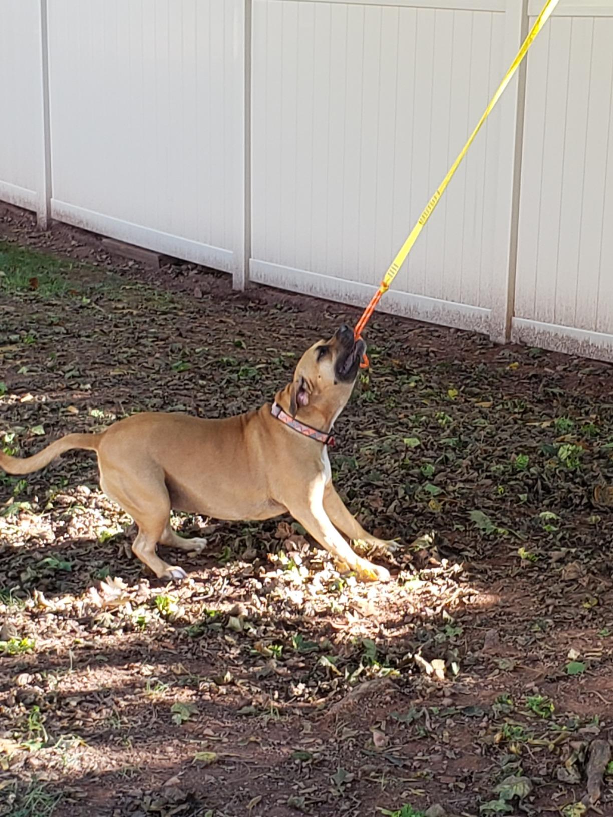 Outdoor Interactive Dog Toy